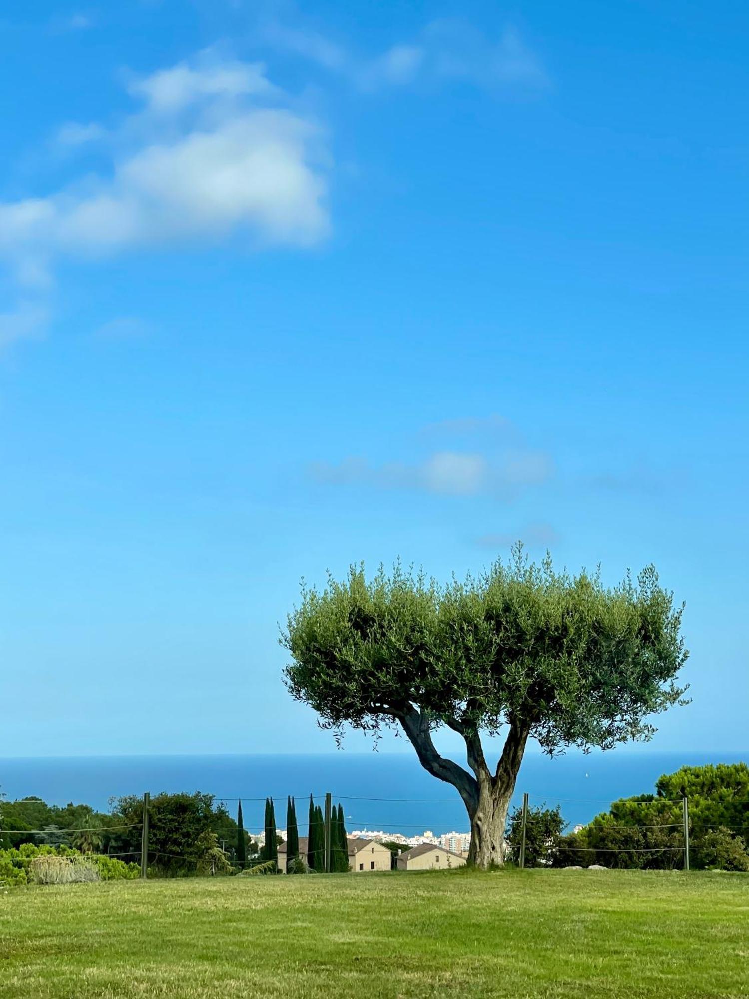 Palm Maresme - Suite With Bathroom And Terrasse With Ocean Views In A Private Villa Vilassar De Dalt Exteriör bild